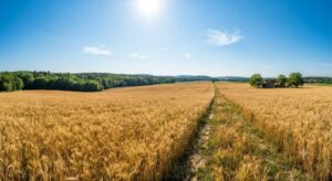 Vitamine in Getreide und Getreideprodukten
